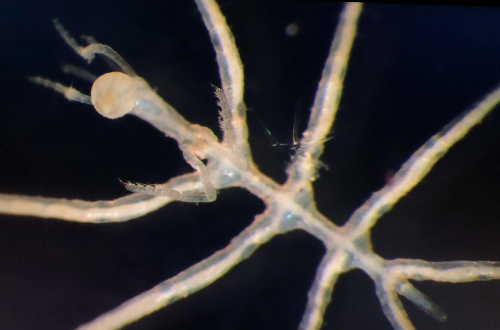 bokamero's tweet photo. We found this beautiful pycnogonid specimen today on #Abyss2020, of course our #AnimalOfTheDay w @LupitaBribiesc1 @helena_wiklund @adrg1 https://t.co/GZbrolZtRb