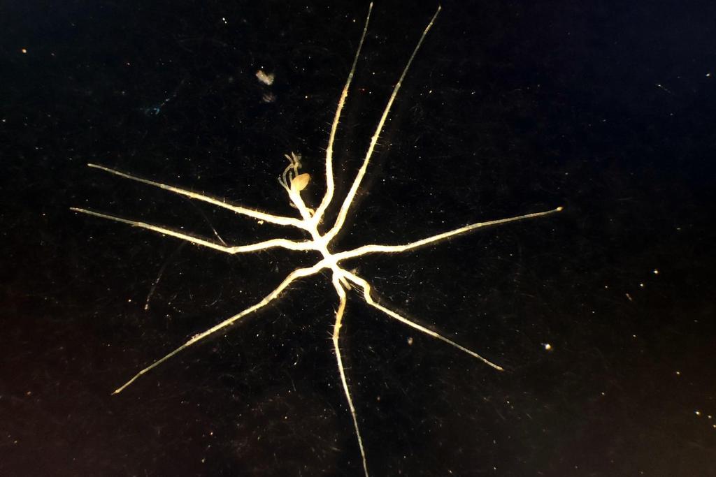 bokamero's tweet photo. We found this beautiful pycnogonid specimen today on #Abyss2020, of course our #AnimalOfTheDay w @LupitaBribiesc1 @helena_wiklund @adrg1 https://t.co/GZbrolZtRb