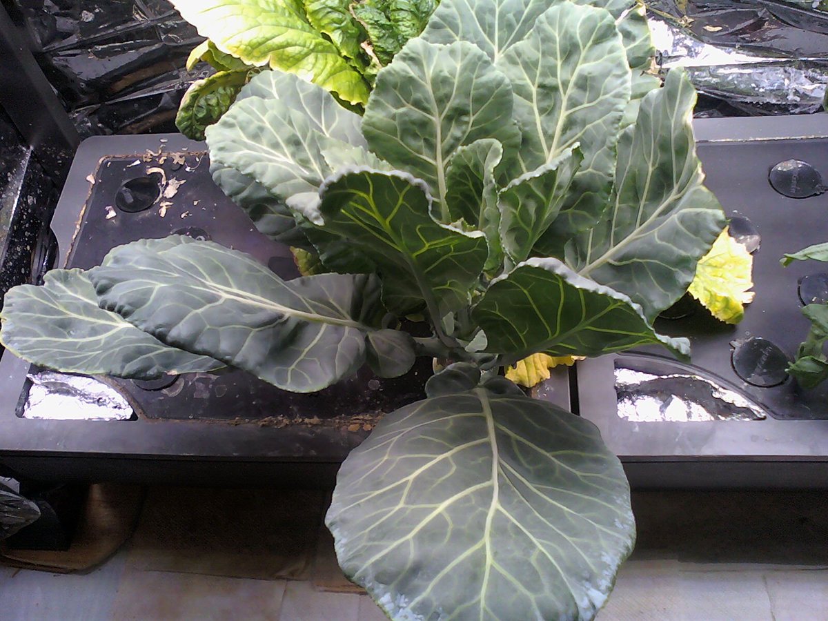 7) This is kale & Chinese cabbage growing in another  #AeroGarden FarmPlus (yep, I like the FarmPlus, lol).Front is kale & Chinese cabbage is yellowing behind it (getting about time to change these plants out as they've been growing/harvested over several months).