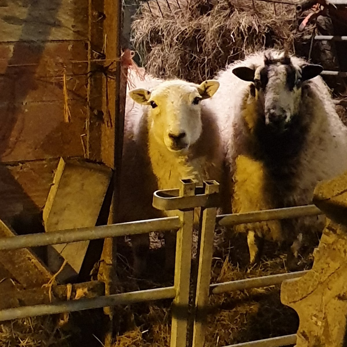 Tucked up and waiting to be fed 😊
#welshsheep #sheep #smallholding #writerslife