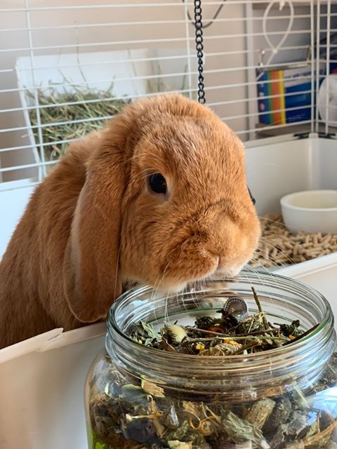DoctorVetApp's tweet photo. Vi presentiamo Dusty, un puffosissimo coniglietto di 2 anni... Un concentrato di tenerezza che zampetta in giro per casa rendendo felici tutti! Grazie a Fabio per le foto
.
#coniglietto #simpaticissimo #animalifelici #pets #amicianimali #quarantenachallenge #doctorvet https://t.co/vMK0S2LOTv