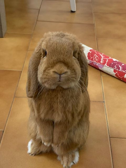 DoctorVetApp's tweet photo. Vi presentiamo Dusty, un puffosissimo coniglietto di 2 anni... Un concentrato di tenerezza che zampetta in giro per casa rendendo felici tutti! Grazie a Fabio per le foto
.
#coniglietto #simpaticissimo #animalifelici #pets #amicianimali #quarantenachallenge #doctorvet https://t.co/vMK0S2LOTv