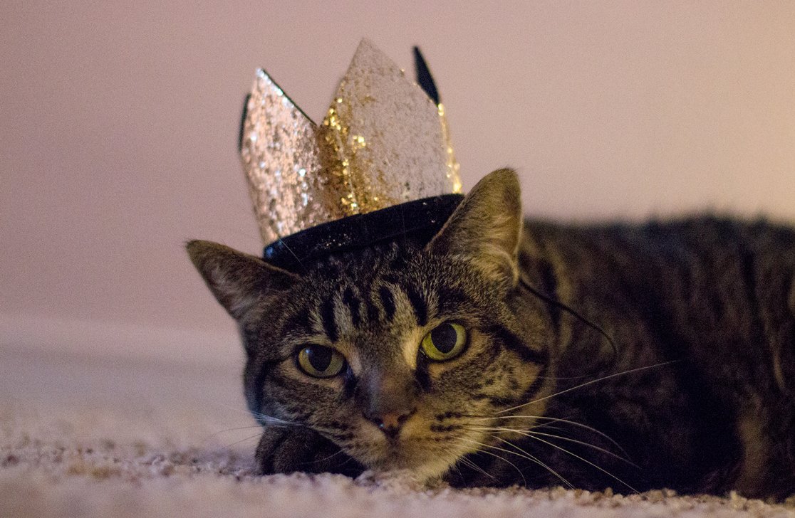 Our timelines could use a little pick-me-up, don't you think? 
Drop your pet pics in the comments so we have a master collection of love ❤ Here are some of our Furious Furbabies: Meet Ginger (Bork North), Maggie (Kingdom Canine), Warwick (Dogbone), and Ziggy (Kingdom Kitty)!