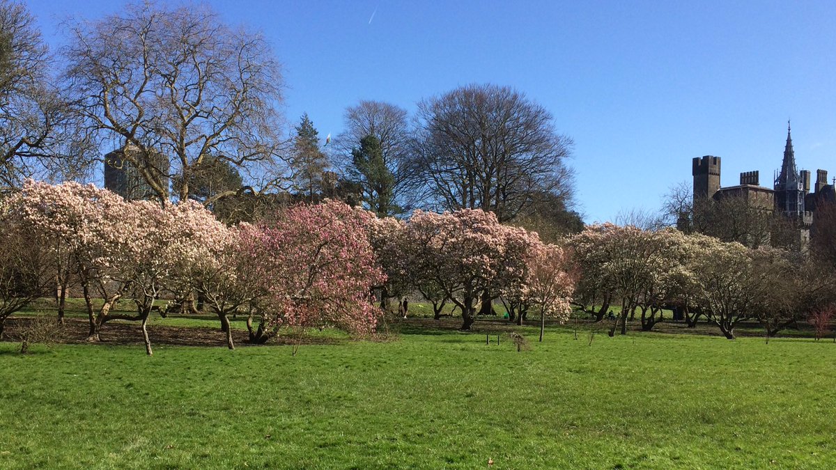 _SharonThompson's tweet image. A small attempt to think about something positive - some welcome #SignsOfSpring today in #ButeParkCardiff. Saw a lovely wee long tailed tit &amp;amp; I’m SURE I heard a woodpecker! 
#SoundsOfSpring #LetNatureSing