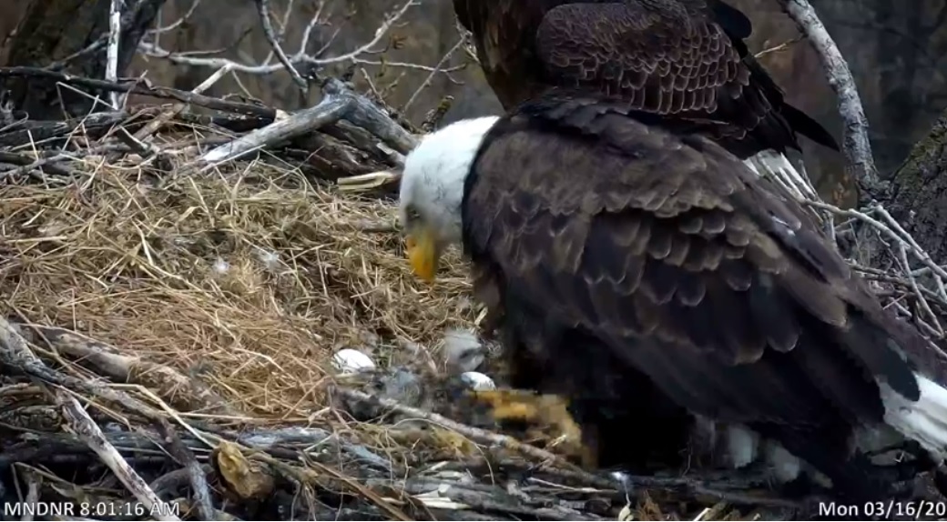 Egg-citing! An eaglet has been spotted in the nest of the <a href="/mndnr/">Minnesota DNR</a> EagleCam. Take a mental break and see for yourself. mndnr.gov/eaglecam. #SocialDistancing