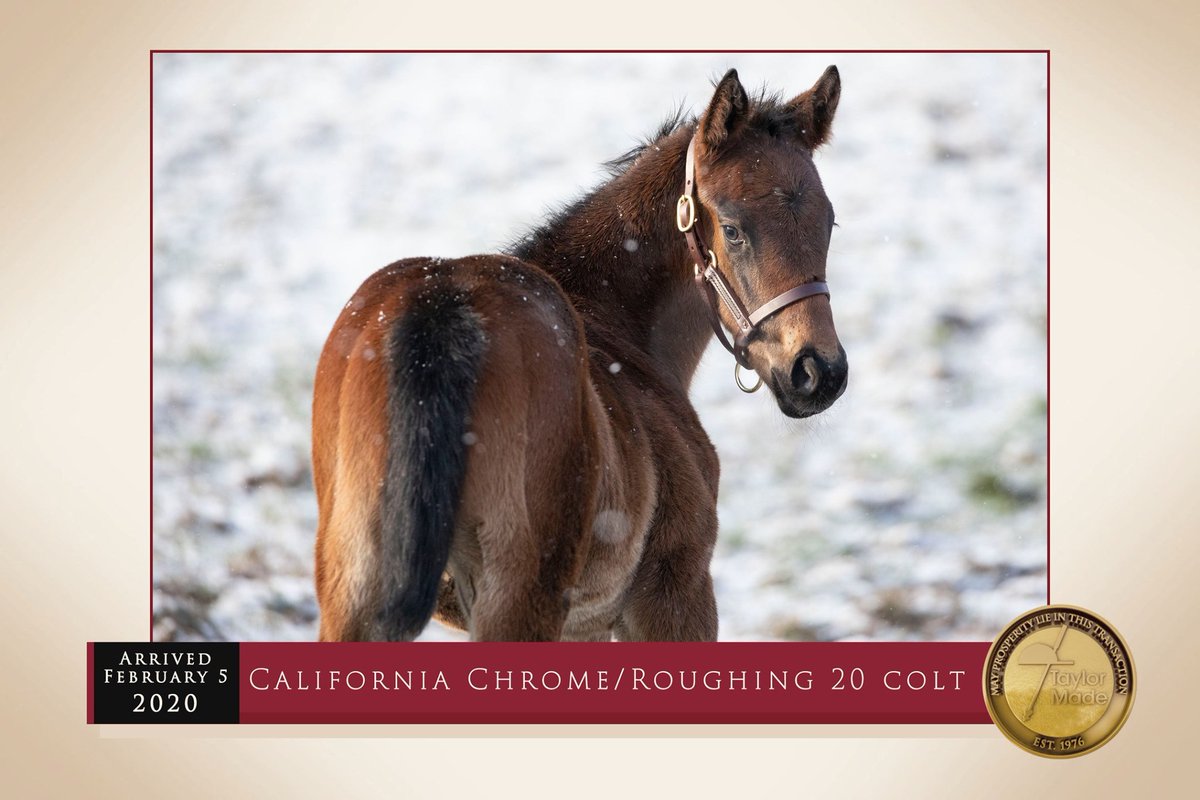 California Chrome tweet media