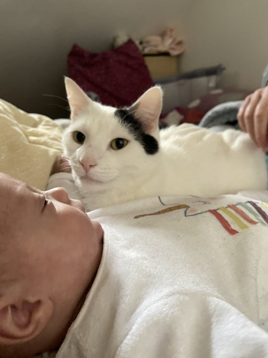 Soyez prudents, soyez heureux. Faites des chats. Adoptez un enfant. Ou l’inverse. 🥰❤️