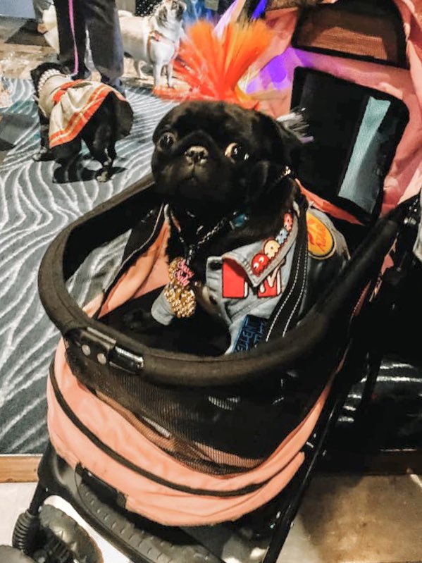 ChubbsTheWampug's tweet photo. Things just got weird -Ms Worldwide 🌎🌍🌏 #sassysaty #crazyrussian #vegaspugparty2020 #80sfashion #pugprom https://t.co/YJSfRfc2eh