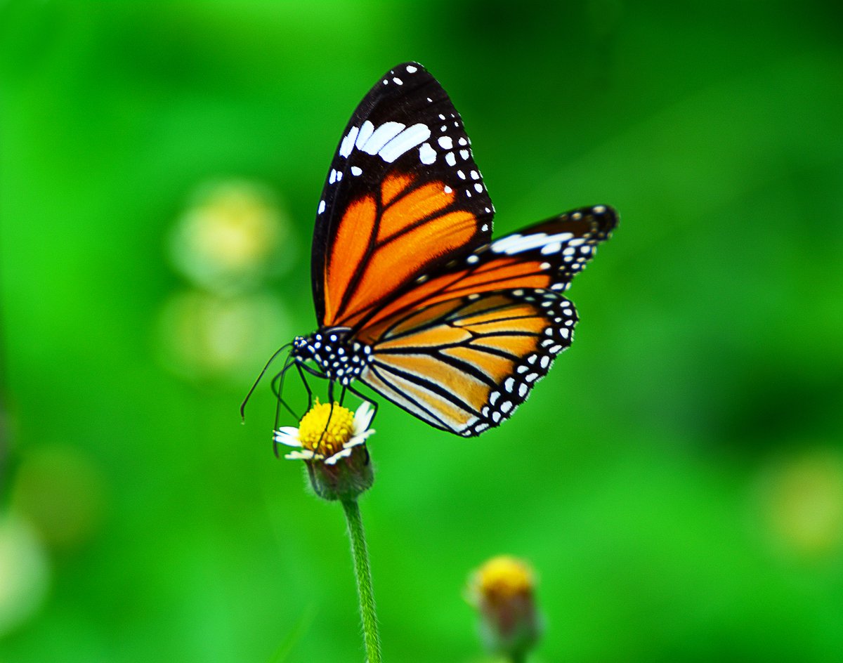 kekePower's tweet photo. “The caterpillar does all the work, but the butterfly gets all the publicity.”
― George Carlin

#CoachStig #VikingMindset #Mindset #Success #Butterfly #Quotes #GeorgeCarlin https://t.co/H2onGw0K8n