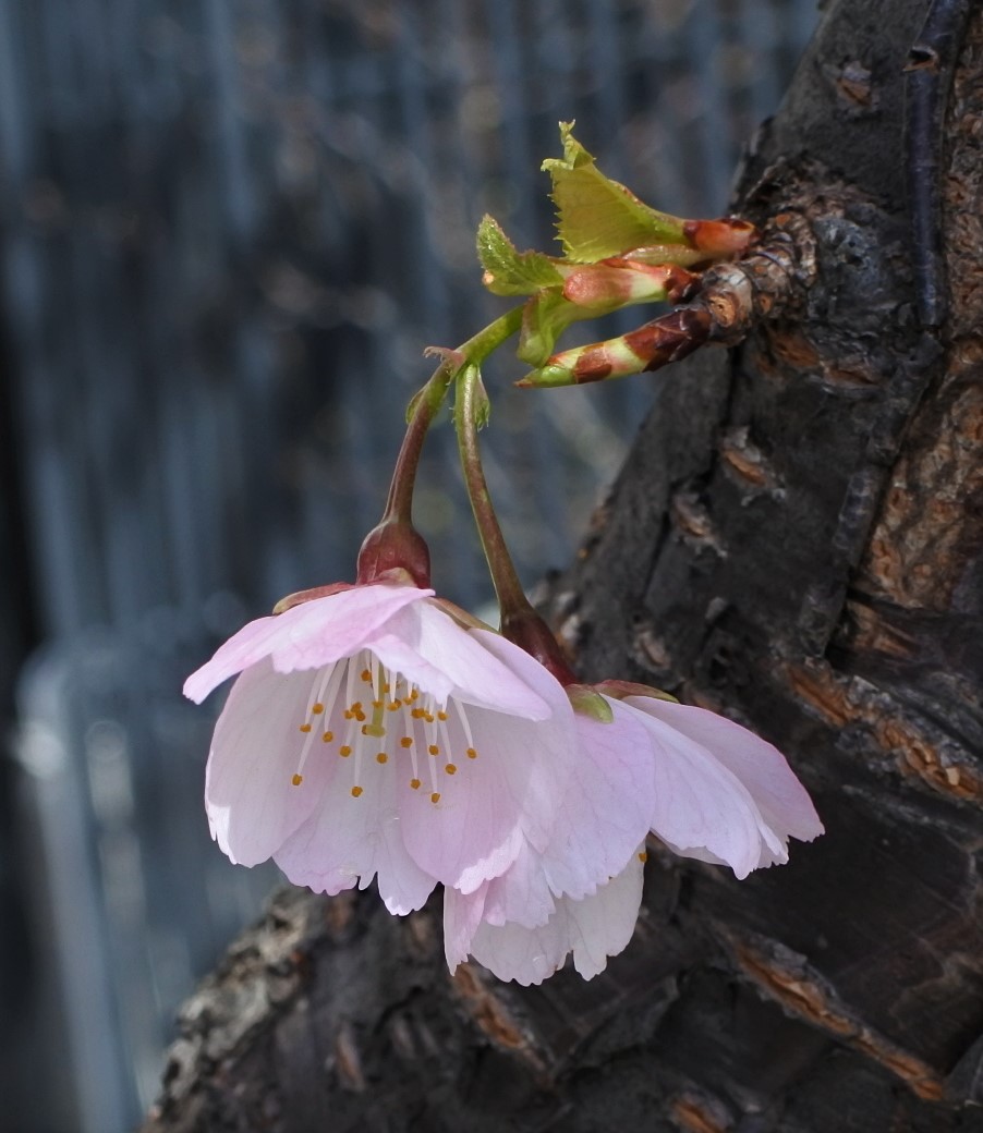 名古屋からおはようございます
寒の戻りでしょうかキリッとした空気です
日中は晴れて気温上昇しそうですので嬉しいです
皆様が今日も元気に過ごせますように
＋オオカンザクラ
#花 #Flowers #CherryBlossoms