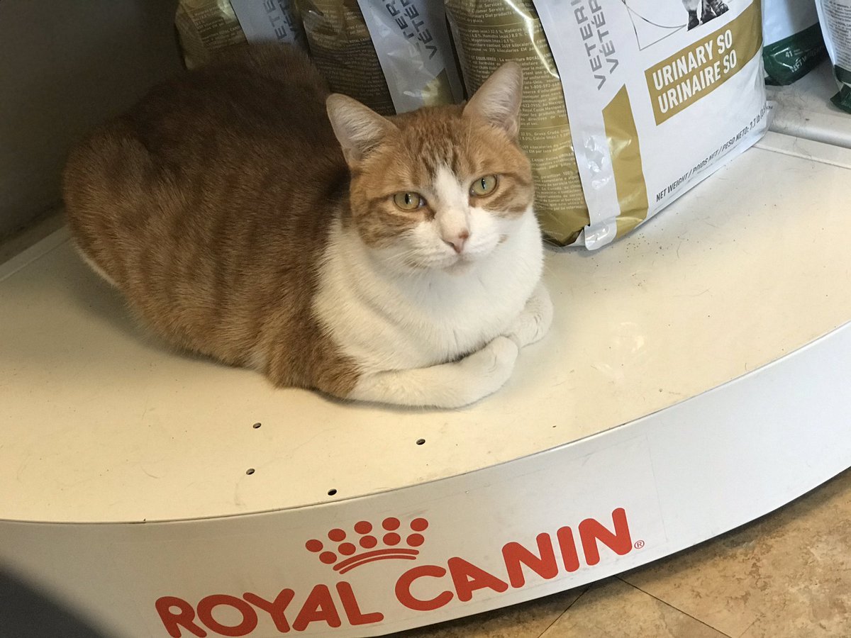 RobWorst's tweet photo. DAY 1 of SHUTDOWN
At the kitty vet on #mutantmonday & look #firstcoverappearance of White Queen. This vet has a house cat! Getting Jaka tested for feline leukemia. Got #clz to FINALLY catalog 68 long boxes.
.
#marvelcomics #emmafrost #whitequeen #xmen #chrisclaremont #johnbyrne https://t.co/ZU2lH0mOX7