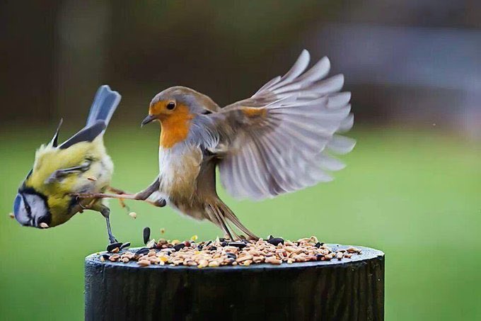 Jon Pigeon tweet media