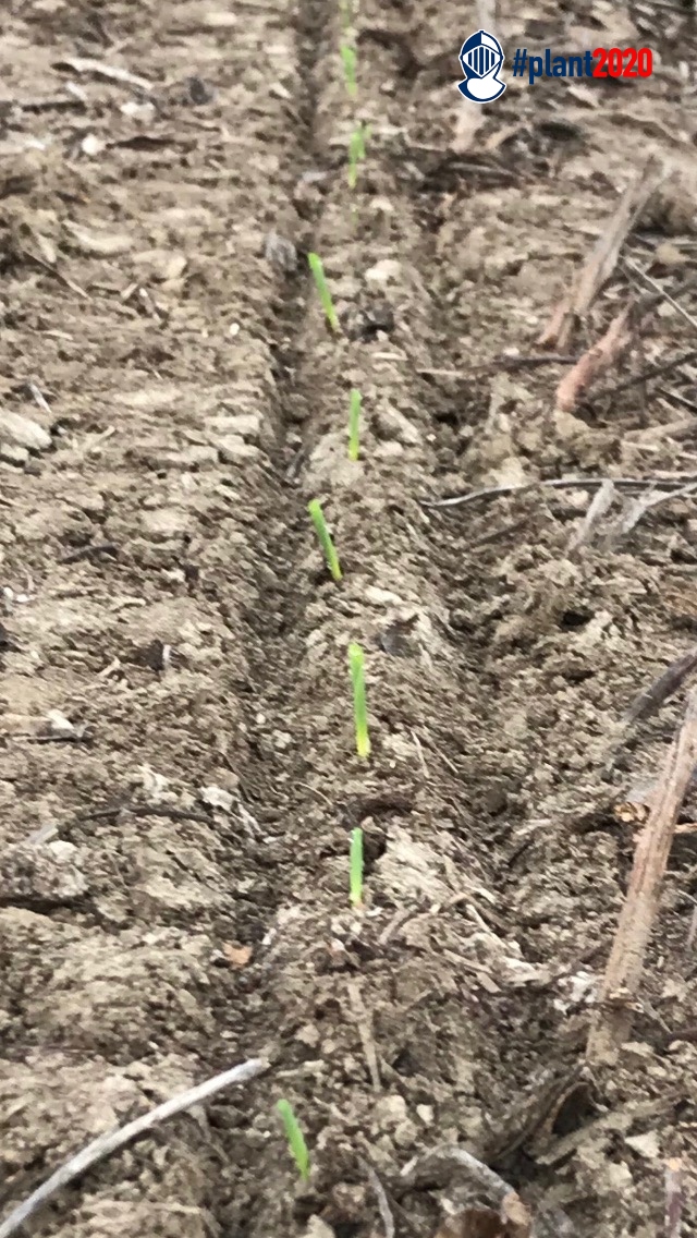 ArmorSeed's tweet photo. And we have emergence people. This is not a drill. #Armor1447 on Crigler Planting in St. Joe, Louisiana up in six days! Special thanks to Bennett Schauf of Greenpoint St. Joseph for the photo. #plant20 #startstrong #ArmorCorn #prettycorn https://t.co/JRAeAhSoMj