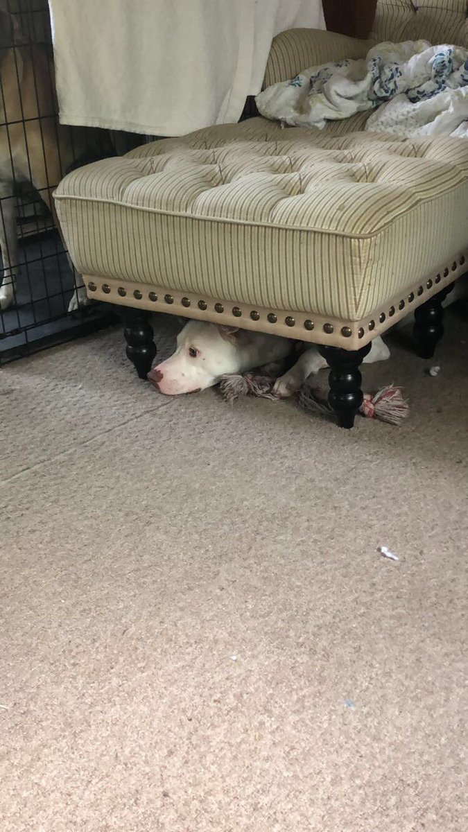TheyCallMeCHONk's tweet photo. Hiding so I no clean😁 https://t.co/shEYwBiIeh