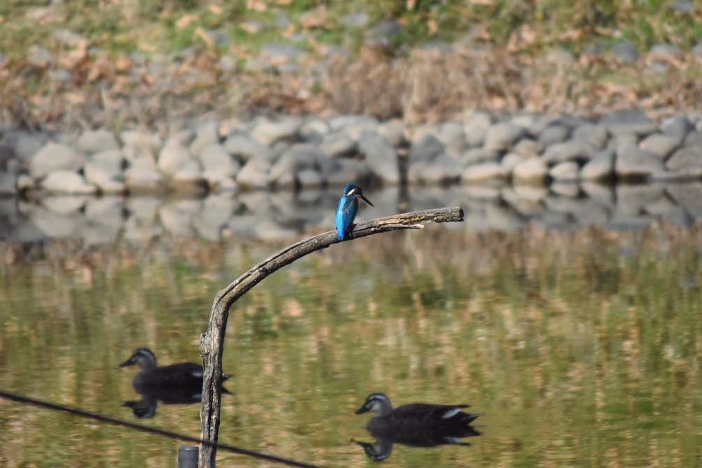 Green Tea On Twitter 埼玉県幸手市の権現堂から 野鳥 カワセミ の写真です １枚目は分かりずらいですが 池にいた魚 を捕まえて木に戻るところで くちばしに小魚をくわえています カワセミ 野鳥 鳥 権現堂 写真好きな人と繫がりたい