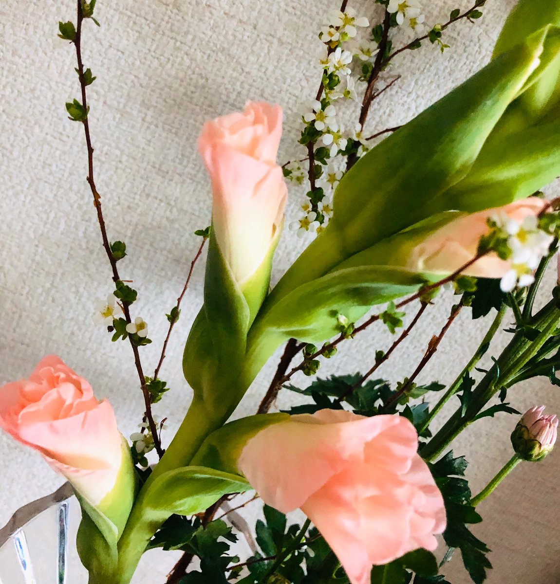 Kanako على تويتر 週末に買ったグラジオラスの切り花がゆっくり開き始めました 優しいピンクだったんだね 花いっぱいプロジェクト