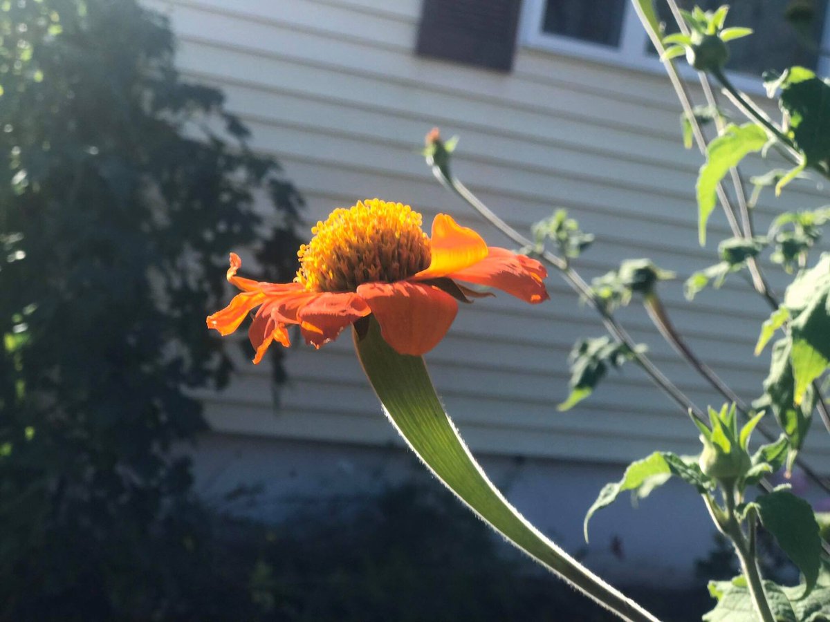 x_rayvision1's tweet photo. 🦋🌻📸

Capture beauty, beautiful butterflies🦋

IG• @Iam_xrayvision 👁📷

#beauty #butterfly #viral #NaturePhotography #X_rayvision📸 https://t.co/BS7A61hRSX
