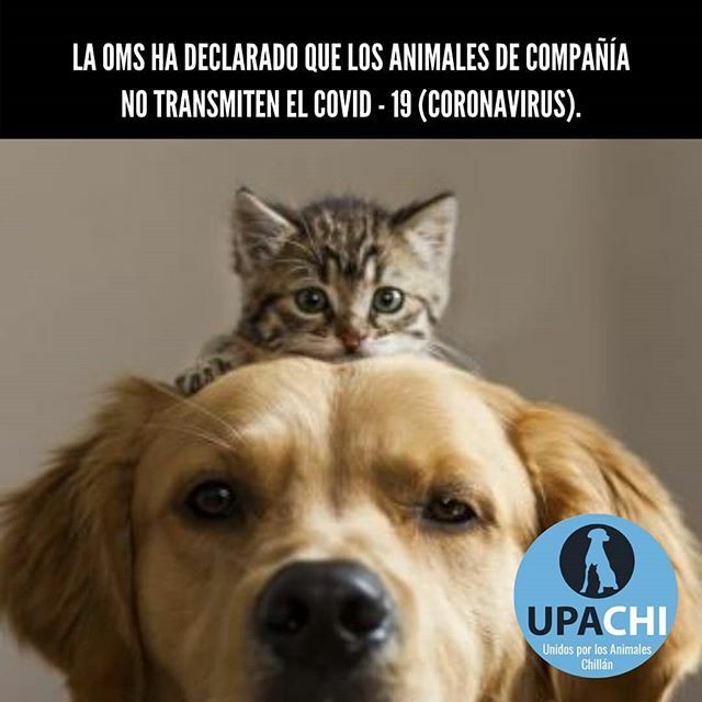 Los animales de compañía hasta ahora no padecen, ni transmiten el coronavirus (COVID – 19). No existe evidencia científica comprobada que diga lo contrario. Sin embargo, debemos prevenir y tomar algunas medidas estrictas de higiene:
•Lavar frecuentemente nuestras manos con …