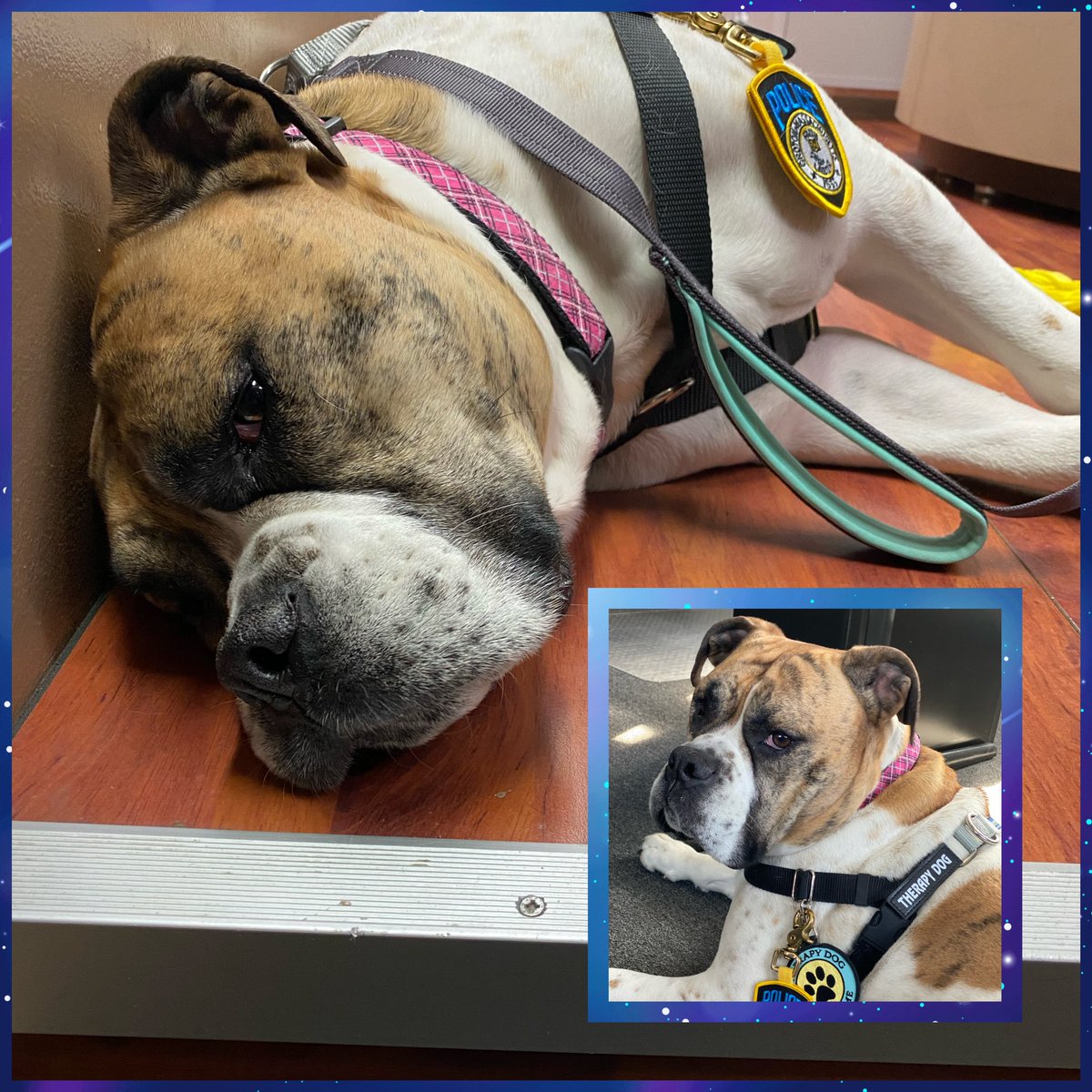 BulldogMiranda's tweet photo. Usually today is #MirandaMonday with some of my favorite students & teachers at GDRHS. But school is closed 😢 so I figured I’d come to @GrotonPolice & visit the #Dispatchers! Boy is their job busy I’m tired just watching them😴 #communications #TherapyK9 #dogsoftwitter https://t.co/Fr0WMG0N3T