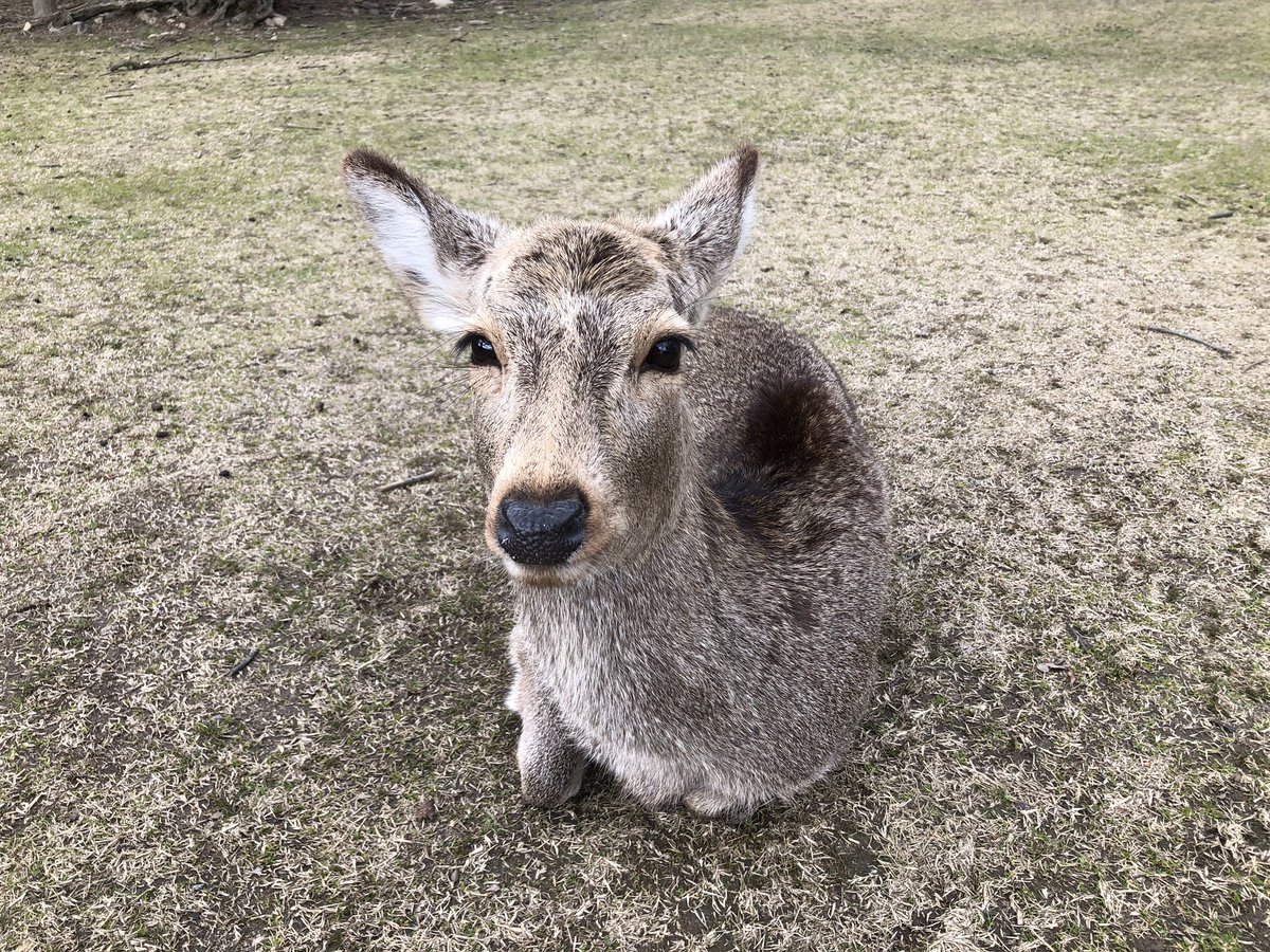 Susan Spann tweet media