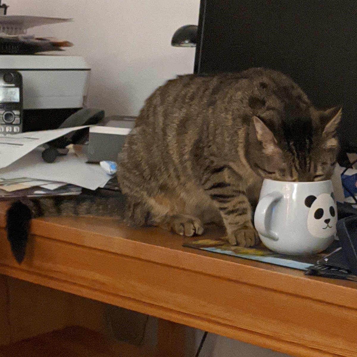 she refuses to drink from anything else than the tap's running water and water in this very specific cup