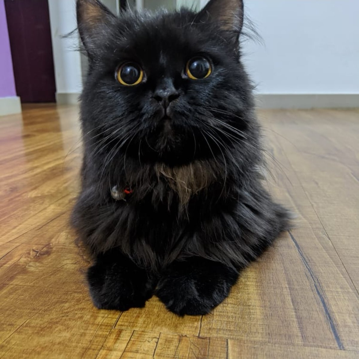 SiddhNaik's tweet photo. @_drbruced My cat is super excited 🤪🤪🤪 https://t.co/xL9VSrmjas