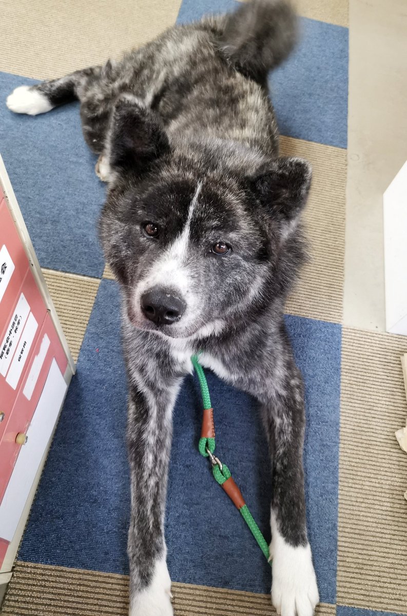 あきほ 秋田犬保存会 秋田犬会館 A Twitter 今日のすばる 虎毛は靴下を履いてます 可愛いですฅ ﻌ ฅ