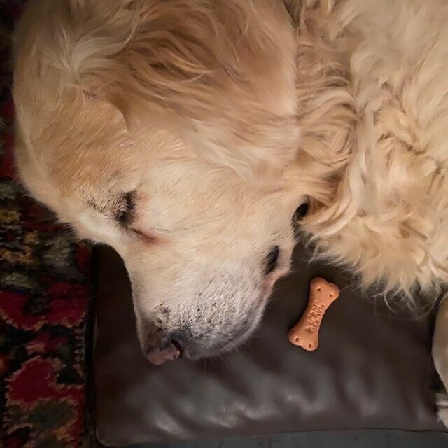 EdwardtheSetter's tweet image. Sam sleeps really soundly so we’ve snuck a treat in for when he wakes up #edwardthesetter #golden retriever #yousnoozeyouwin