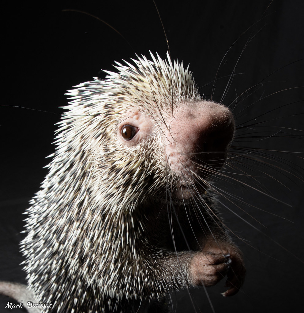 CincinnatiZoo's tweet photo. Rico is looking sharp! Thanks for making our first Home Safari a HUGE success! Tune in tomorrow at 3pm EDT to learn more about Rico the porcupine. If you can't watch the videos live they will still appear on Facebook as well as our YouTube channel &amp; here: https://t.co/98CDXDtpVU https://t.co/zwCpdlLsTt