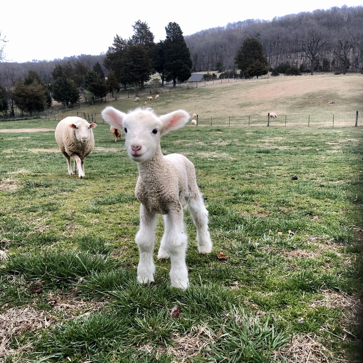 New lambs content incoming! This little sheepie says everything will be okay :)