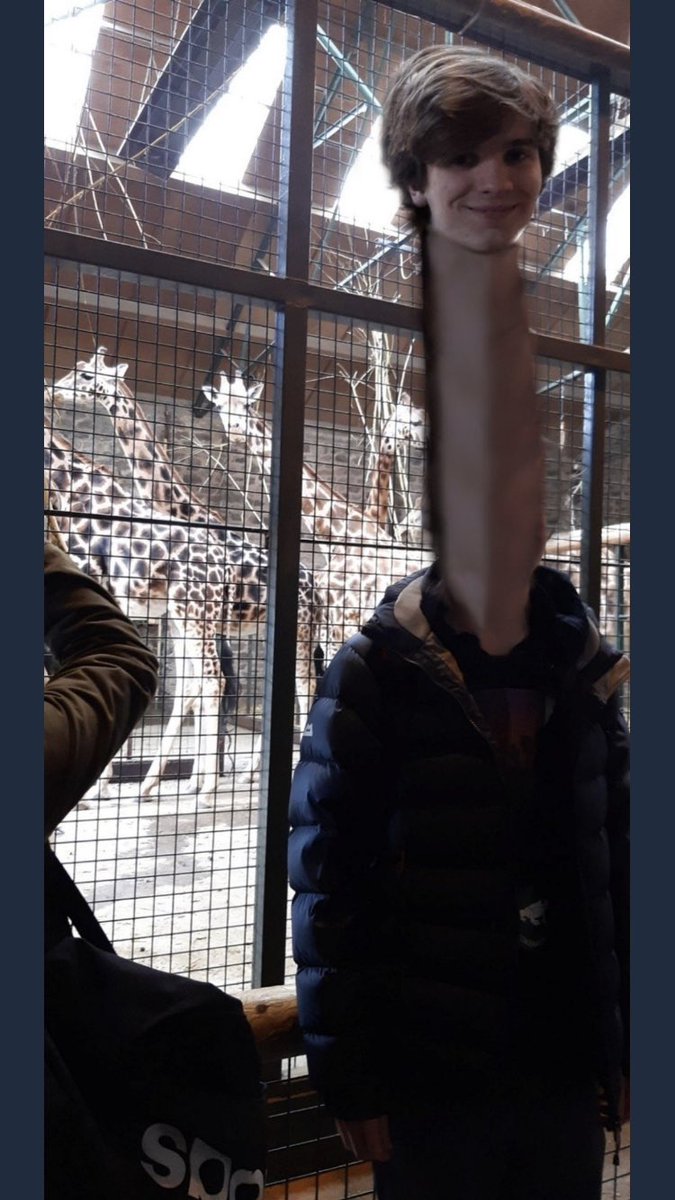 ScienceSmh's tweet image. Spotted on our recent trip to @chesterzoo the rare Christian species of giraffe #SelfieCompetitionWinner #HopeHesGotABigScarf