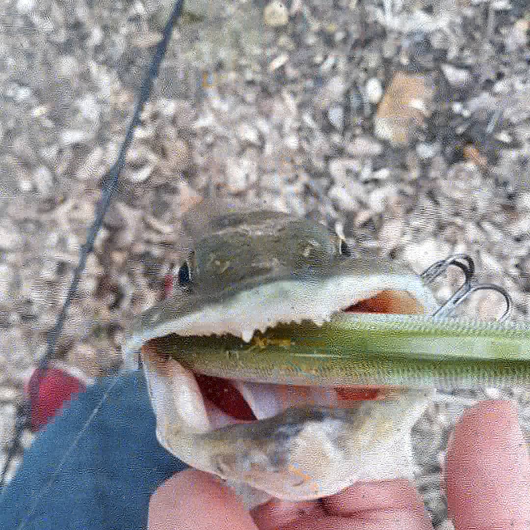 AndrewRohan2's tweet photo. Pike slayfest!! Loving the spring g fishing!! https://t.co/IgmlAULq4H