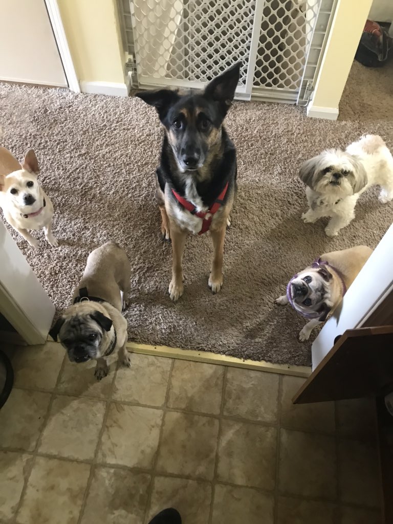 amylove88's tweet image. And now there are five #doglife #temporaryhome