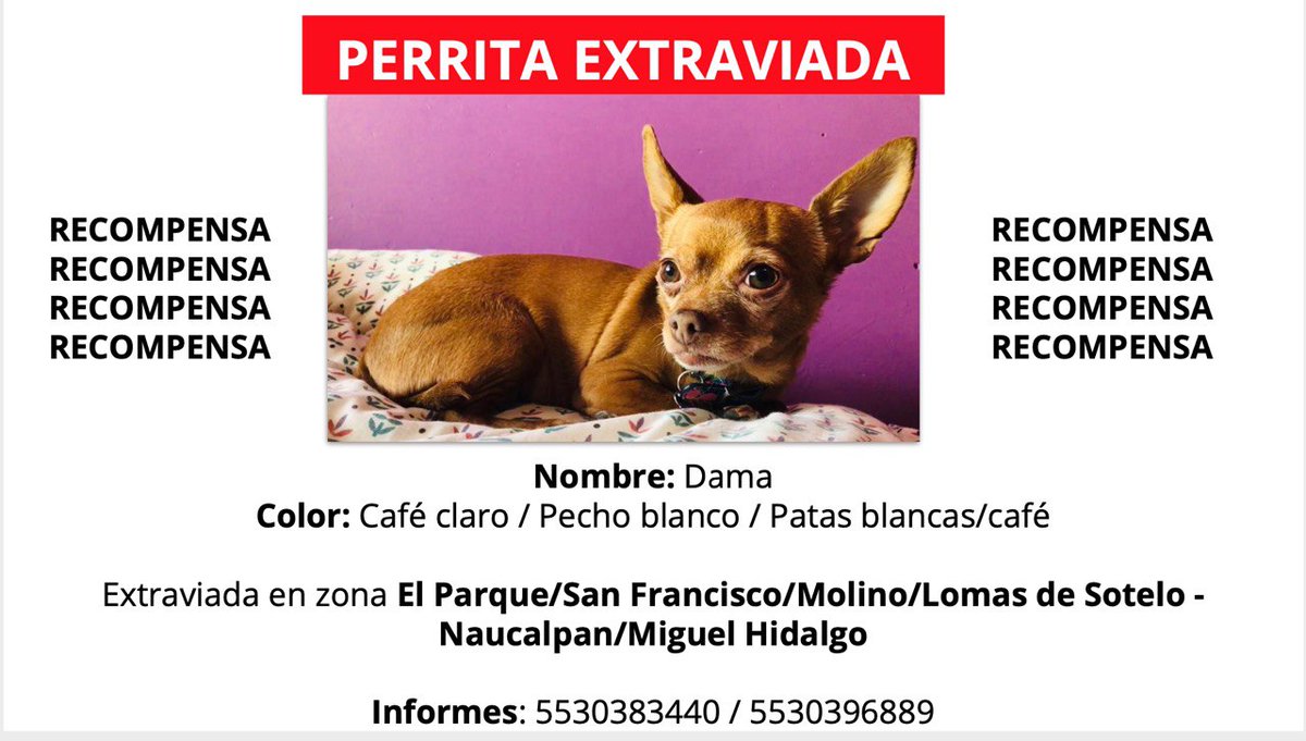 Napoberto_'s tweet photo. Desde anoche, mi perrita no aparece.

Se extravió en zona Cuatro Caminos/Naucalpan/Lomas de Sotelo.

La extrañamos mucho. ☹️💔 https://t.co/05N9OuM7P6