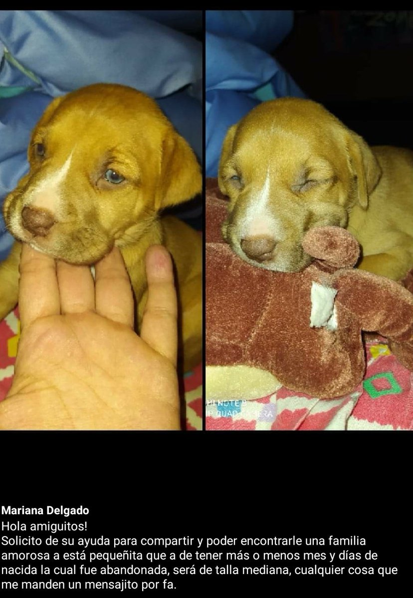 Peludita en adopción, fue abandonada, tiene mes y días de nacida, por favor de difundir.
#perros #AdoptaNoCompres