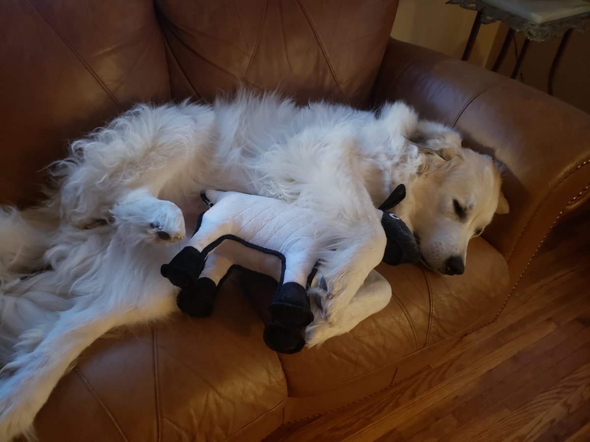I have my own sheep now &lt;3