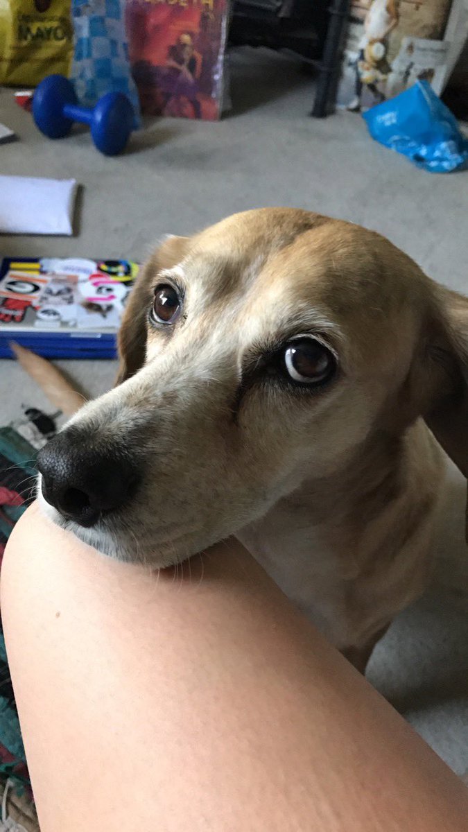 maggiemontiel2's tweet photo. @bbculp @jenniferfortee i save like every photo of a dog that i take so here u go 🥺🥺🥺🥺 https://t.co/lZknd0BFGJ