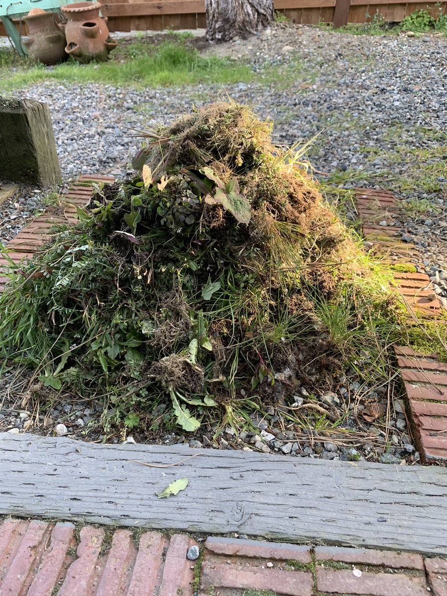 giantsquidney's tweet photo. Pulling weeds for #SpringQuarantine https://t.co/wkomTR854m
