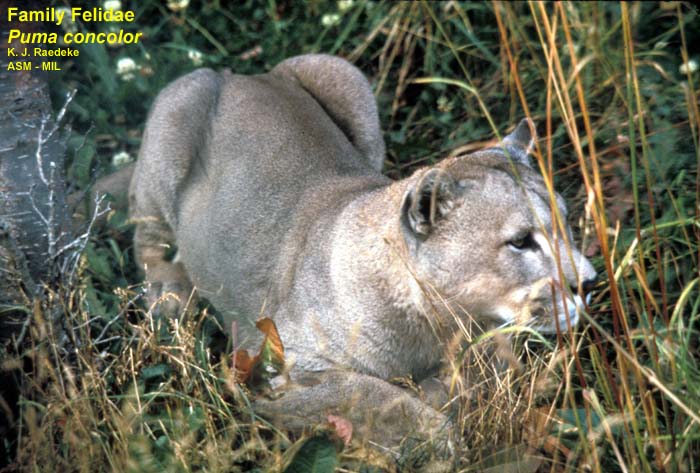 Mammalogists's tweet photo. The first round of the night is the Florida Panther versus Chytrid Fungus #2020MMM https://t.co/icat5MLgtf