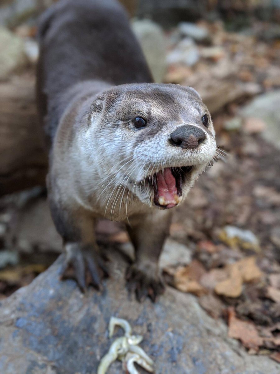 So excited about this!!! 🤗 Tomorrow we get to meet Iris!! 🦦 The otters were always one of my favorites (along with the prairie dogs, of course!!) on field trips to ZooAmerica!! Be sure to tune in!! 😊