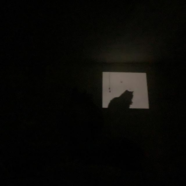 Here’s a photo of the moonlit reflection on the wall of my cat sitting in the window. #Coronavirus #DayWha? ift.tt/3d7JA3h