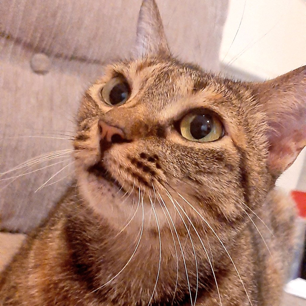 mavieenlair's tweet photo. Happy bidey, @MissPika! 

Kittehs love you. 😻😸😽🎉🎂🎁🎀 https://t.co/0y2gYYaYjI