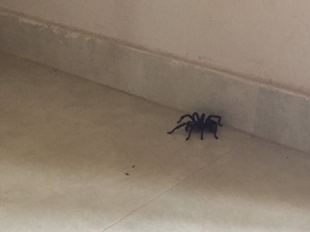 ___igmar's tweet image. Hola @Arachno_Cosas ! Podrías decirnos si esta araña es de #IM importancia médica ? Durante esta semana ya vimos 3 adentro de la casa. Gracias !