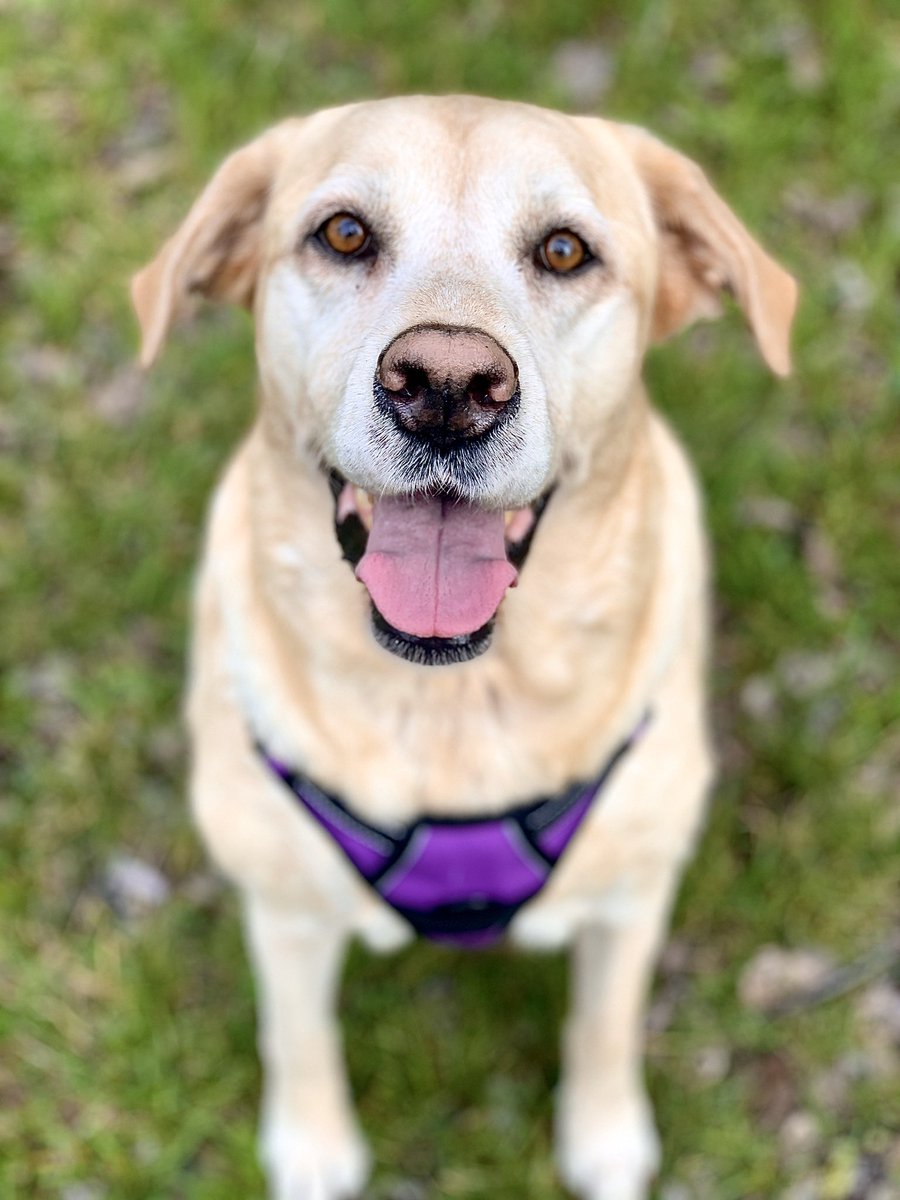 Vlexandriaa_'s tweet image. Feeling kinda anxious so I’m just gonna stare at pictures of my dog while also rubbing her belly ☺️✨💕