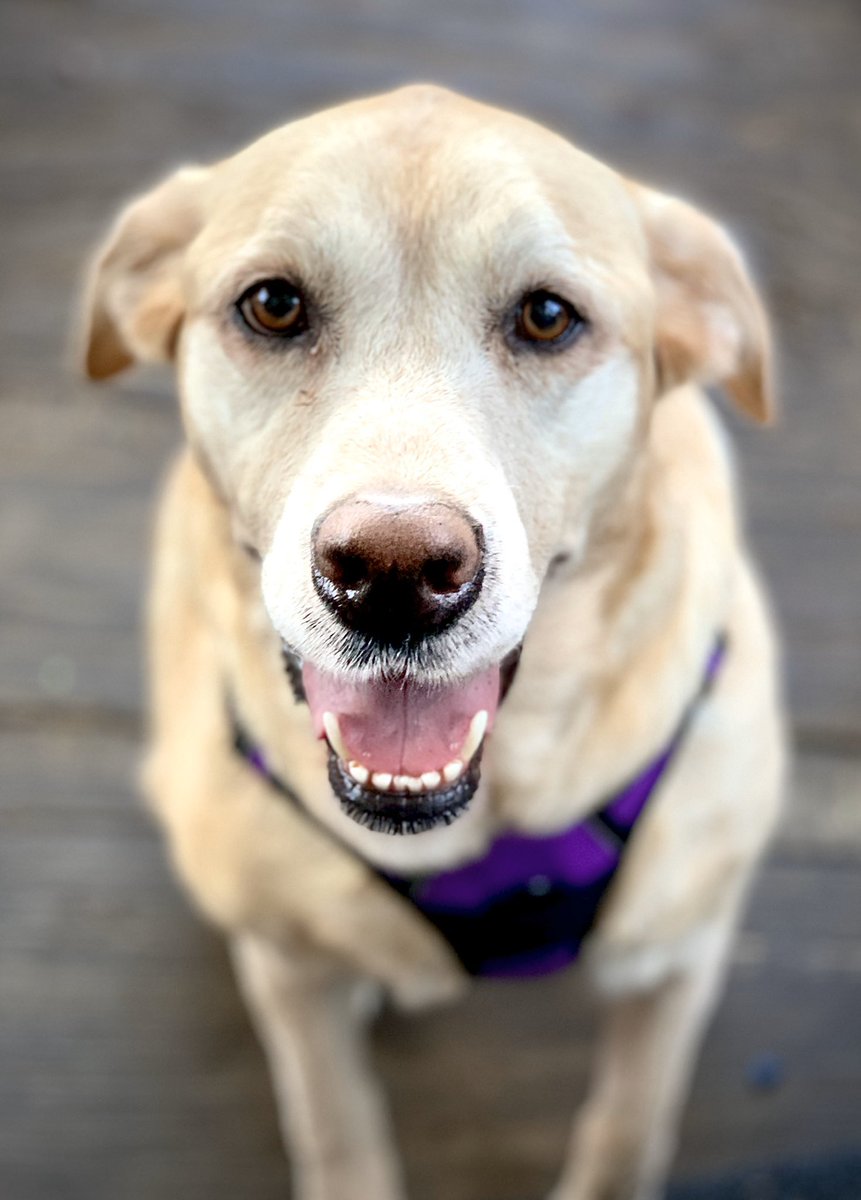 Vlexandriaa_'s tweet image. Feeling kinda anxious so I’m just gonna stare at pictures of my dog while also rubbing her belly ☺️✨💕