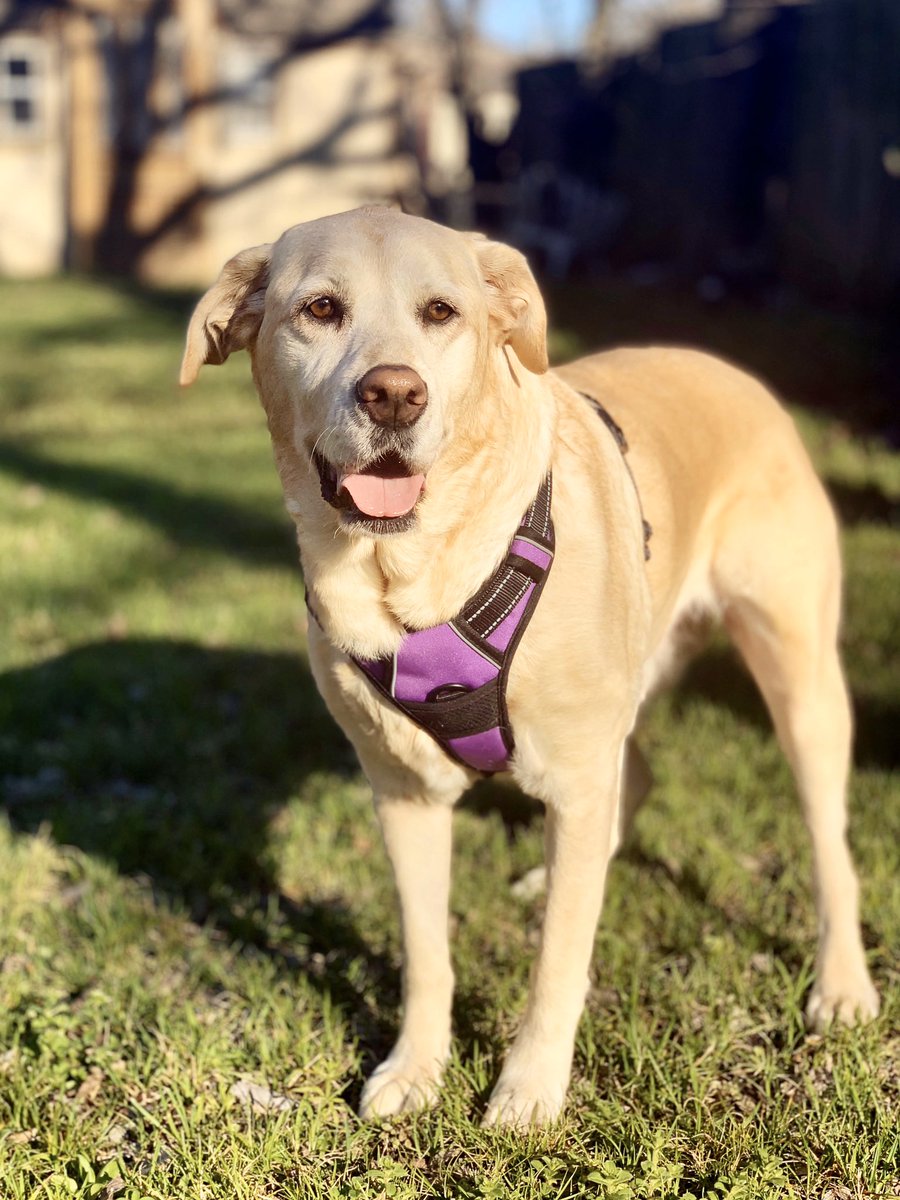 Vlexandriaa_'s tweet image. Feeling kinda anxious so I’m just gonna stare at pictures of my dog while also rubbing her belly ☺️✨💕