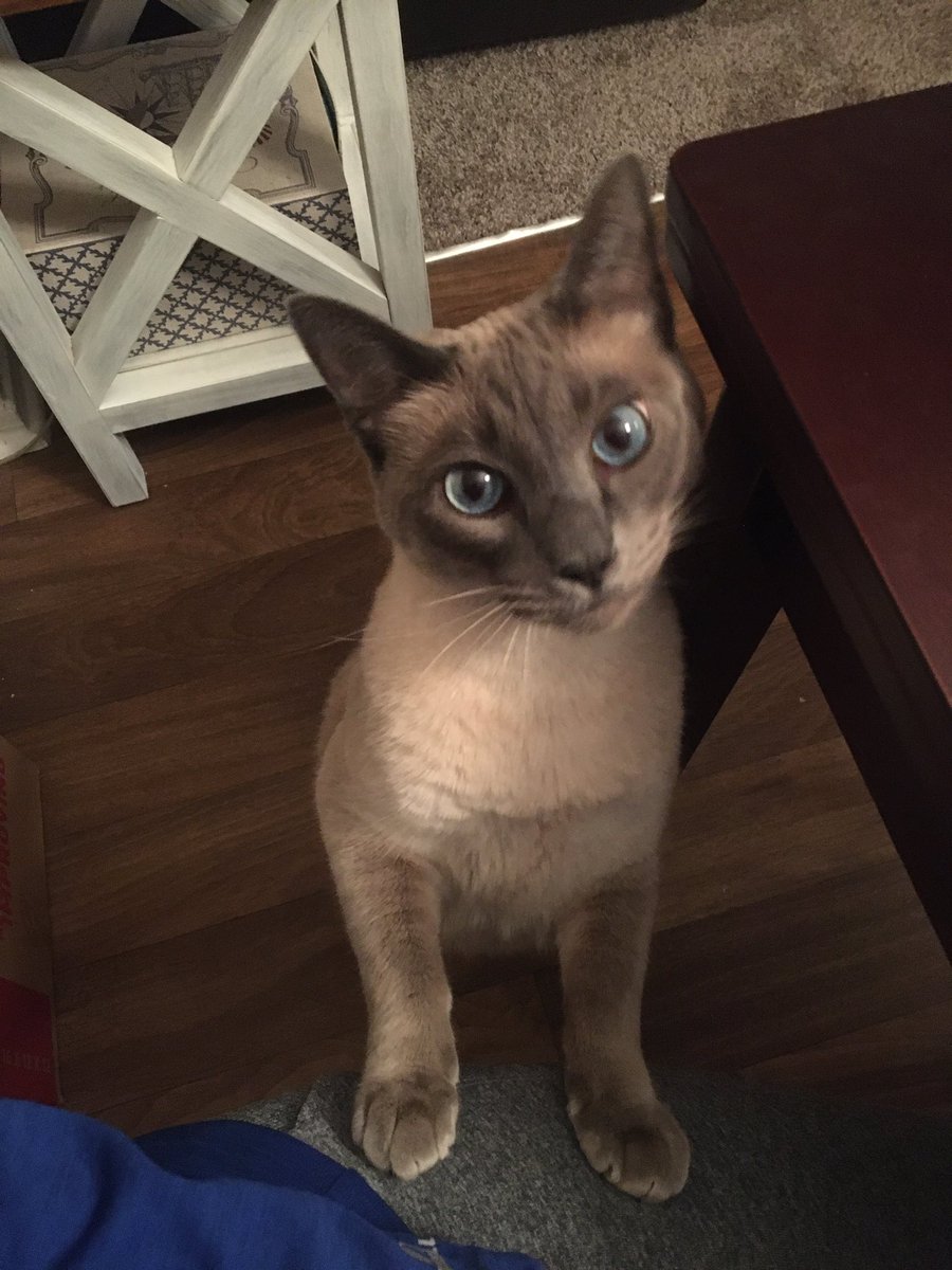 EvinMunson's tweet photo. Right after this, he decided to try to jump on my shoulder to get to my food(hummus, pita chips and avocado) this is going to be a long two weeks of working from home.. #SiameseCat #BegsForFood https://t.co/kBkBiXxqYi