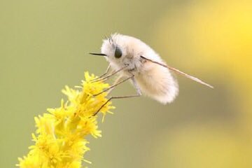 ふじっこ 虫大っ嫌いなんだけど トラツリアブという激カワな虫を教えて貰って生まれて初めて虫に可愛いという感情を抱いている かわいい