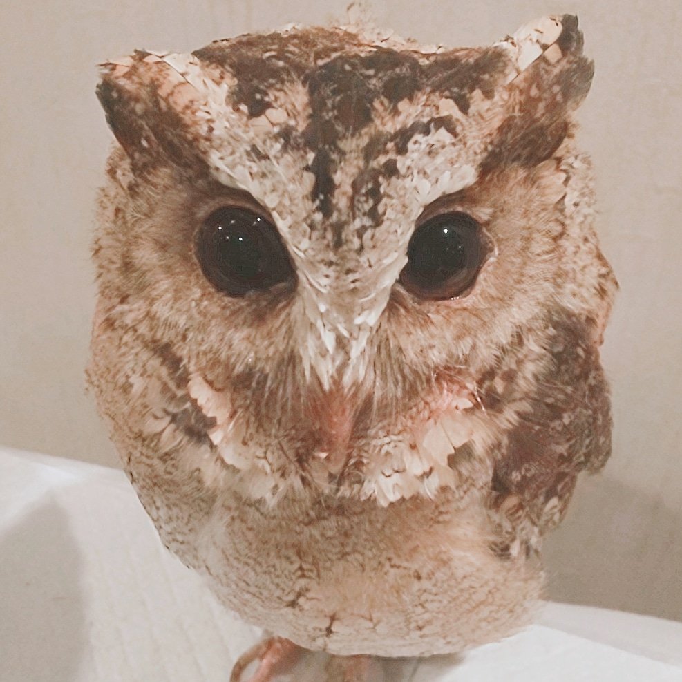 パラディン ズ ビビアン