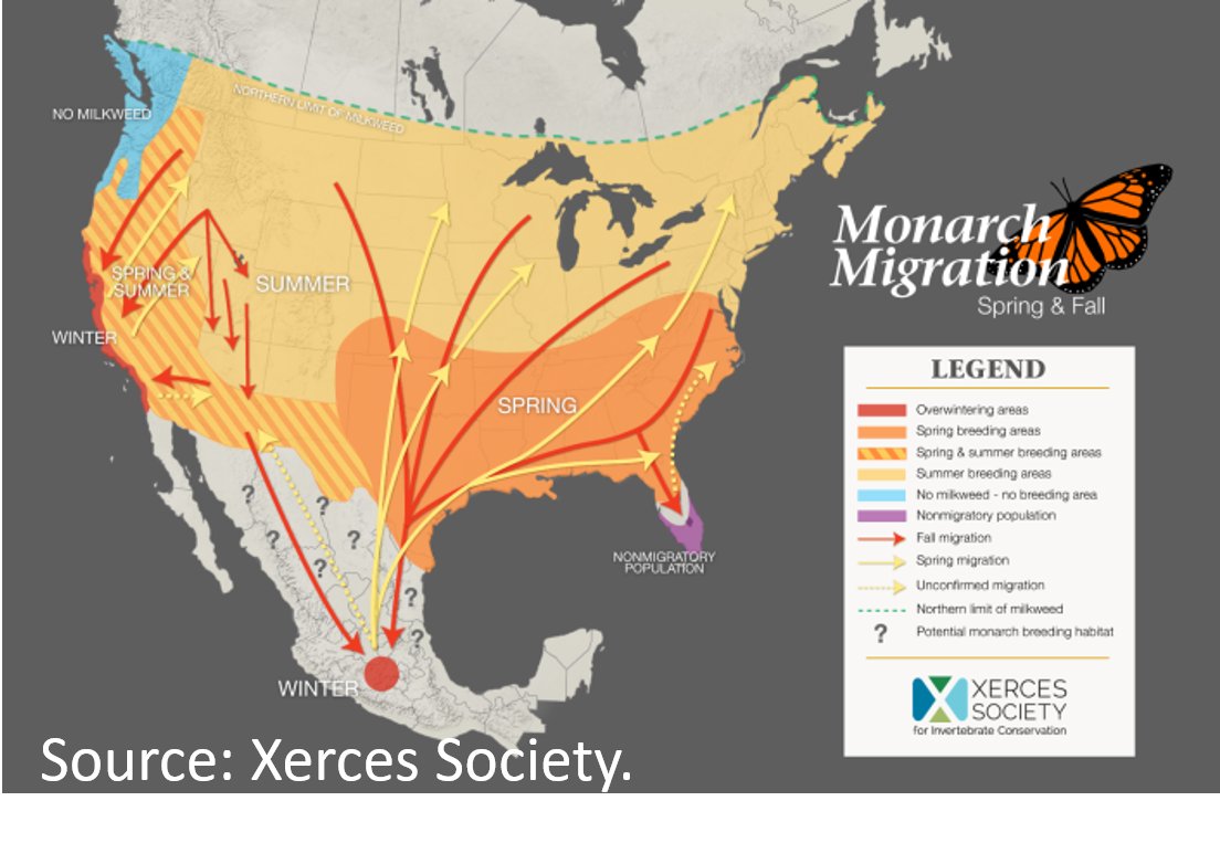 MarcKissel's tweet photo. monarch butterflies (Danaus plexippus) are found globally. One subspecies is known for its epic migration; flying 2000+ miles to get to overwintering sites in Mexico. It's unclear how they do this, but seem to use the sun as a compass #InternalGPS #2020MMM https://t.co/Qnr47gXCsY
